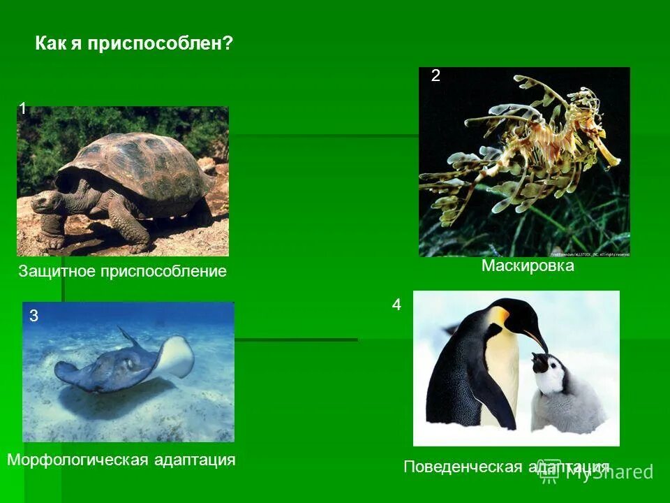 Черты приспособленности к среде обитания наземно водная. Морфологические и физиологические адаптации. Морфологические адаптации животных. Адаптация организмов морфологическая адаптация. Приспособление к окружающей среде.