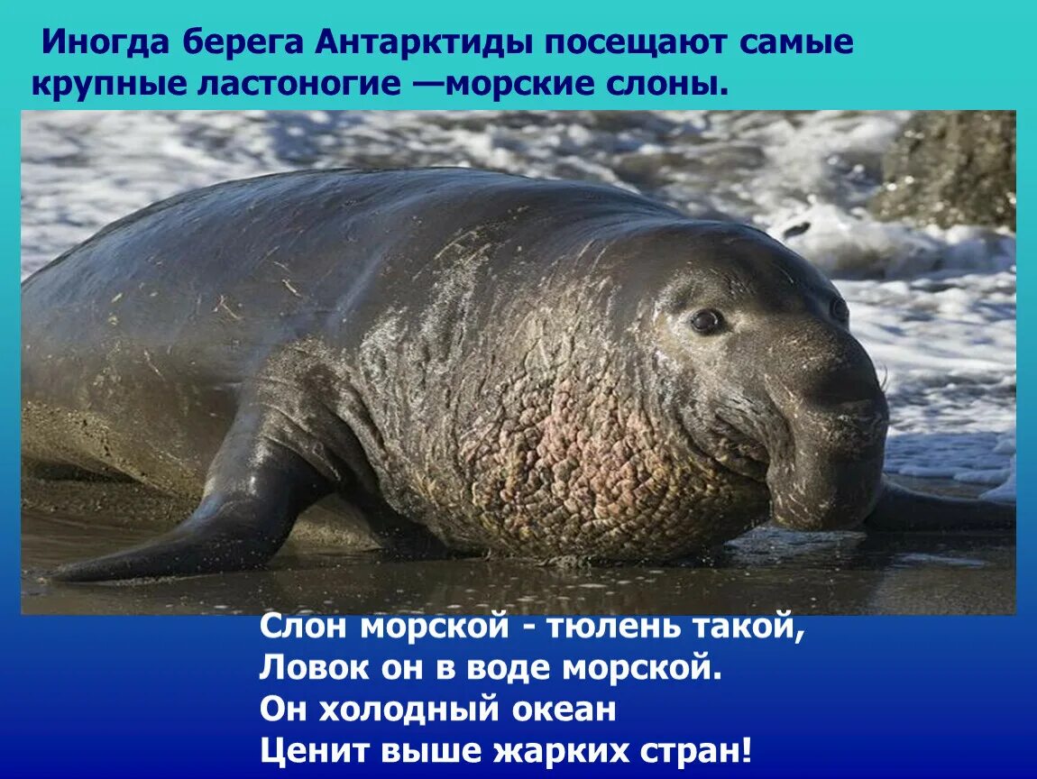 Южный морской слон где. Южный морской слон доклад. Морской слон презентация. Морские слоны в Антарктиде. Морской слон Антарктиды.