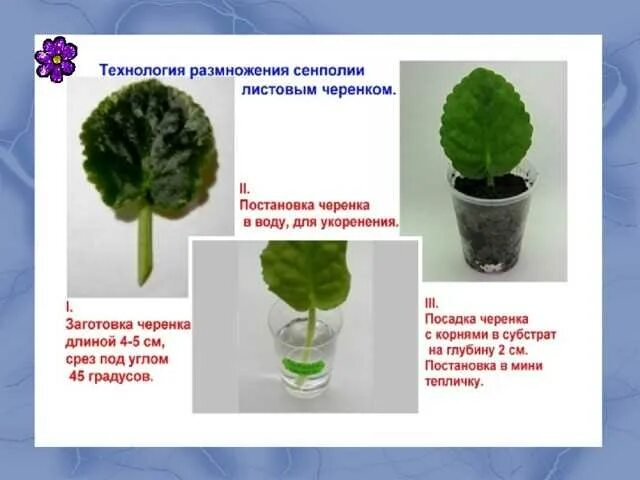 Фиалки комнатные размножение в домашних. Фиалка узамбарская листовые черенки. Фиалка узамбарская лист. Листовое размножение фиалки. Вегетативное размножение узамбарская фиалка.