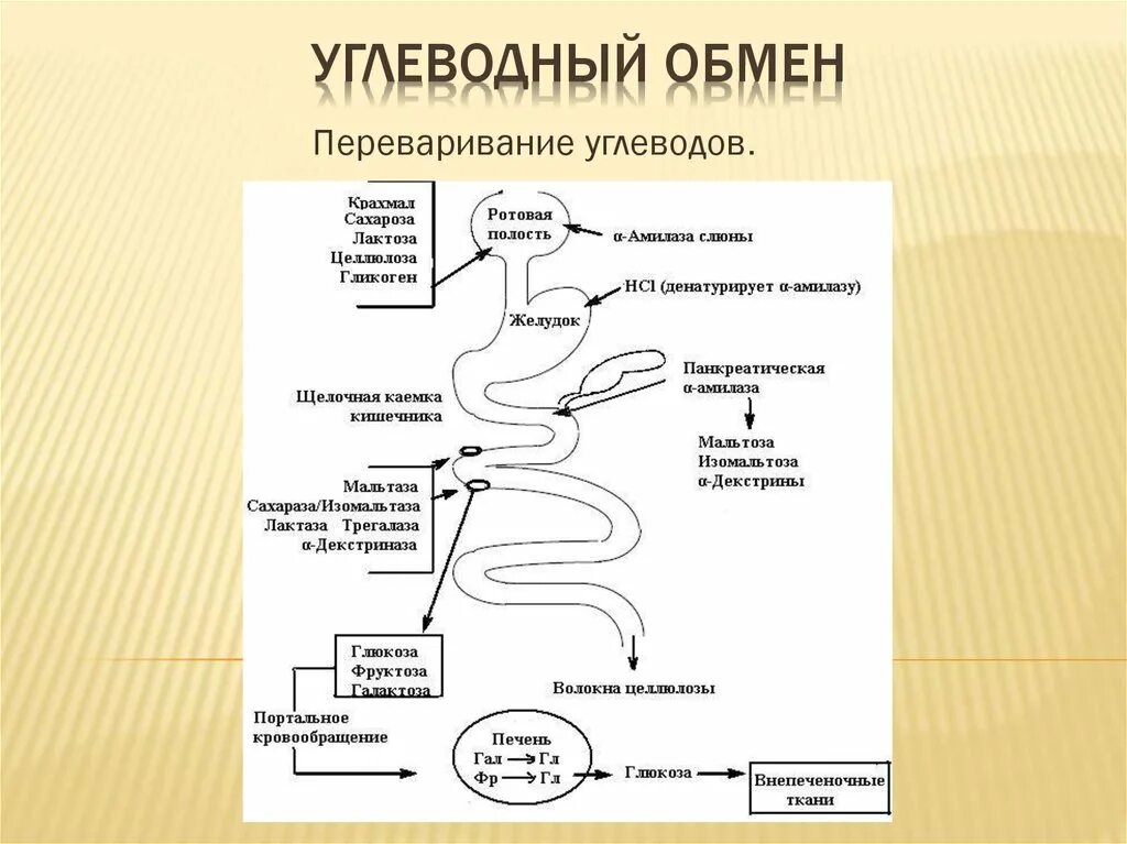 Переваривание белков в ротовой полости. Метаболизм углеводов в организме человека схема. Схема переваривания углеводов биохимия. Регуляция обмена углеводов схема. Схема процесса расщепления углеводов.