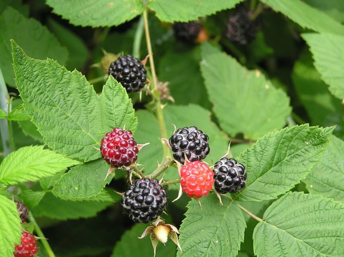 Криминальные элементы 6 букв. Преступный жаргон. Эркин исманов кедр каскадер. Тюремная субкультура. К резистивным сосудам относятся.