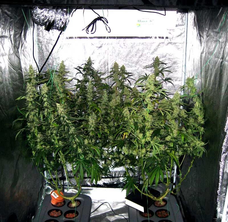 We grow well. Канабис SCROG. Индор скрог. LST гровинг. Стелс гровинг.