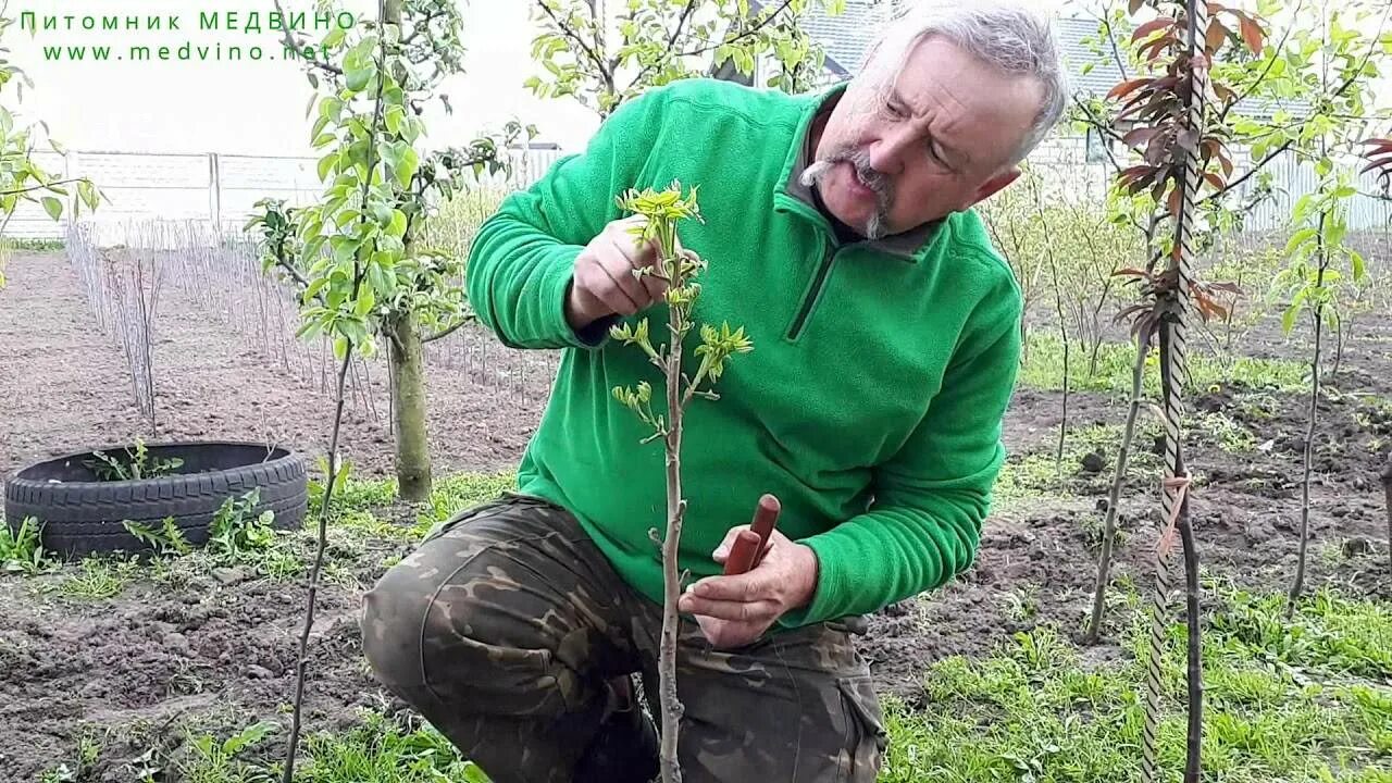 Как правильно обрезать грецкий. Формировка грецкого ореха. Формировка кроны грецкого ореха. Формирование кроны грецкого ореха схема. Грецкий орех на штамбе.