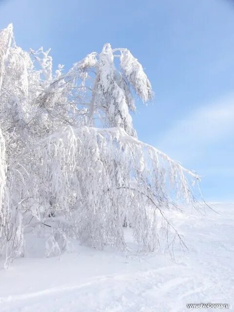 Снежок чистый. Чистый снег. Самый чистый снег. Снежно белый. Зима пейзаж белый снег.