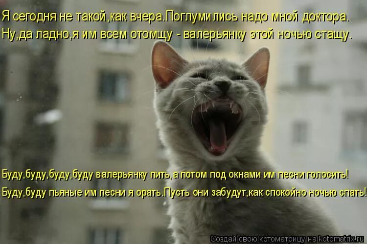 Орущий кот. Почему коты орут в марте. Фото коты орут на крыше. Почему кошка орет ночью. Почему коты орут в марте.