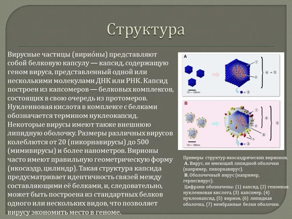 Вирусы состоят из нуклеиновой кислоты. Вирион капсид. Строение вирусной частицы. Структура вирусной частицы. Структурные элементы вирусной частицы.