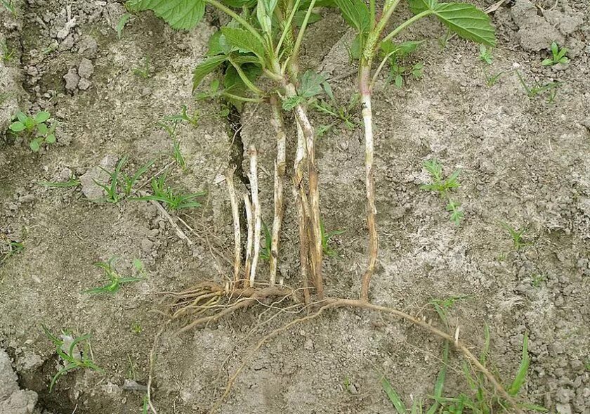 Вирусное израстание малины. Поросль малины. Израстание малины. У малины много мелкой поросли. Корневая поросль малины.