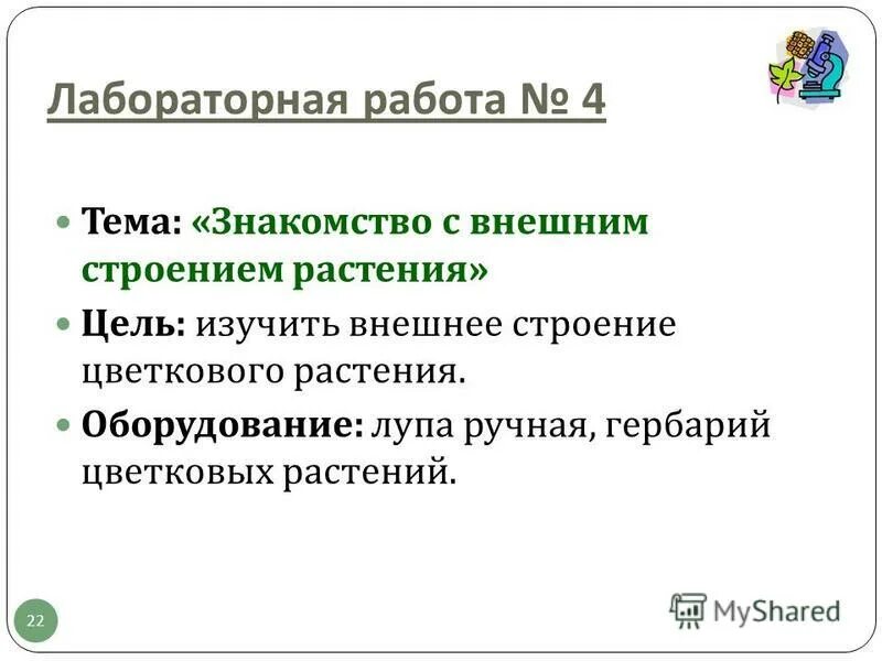 Строение растения. Лабораторная работа. Лабораторная работа знакомство с внешним строением растения. Лабораторная работа побег. Лабораторная работа по строению растения.