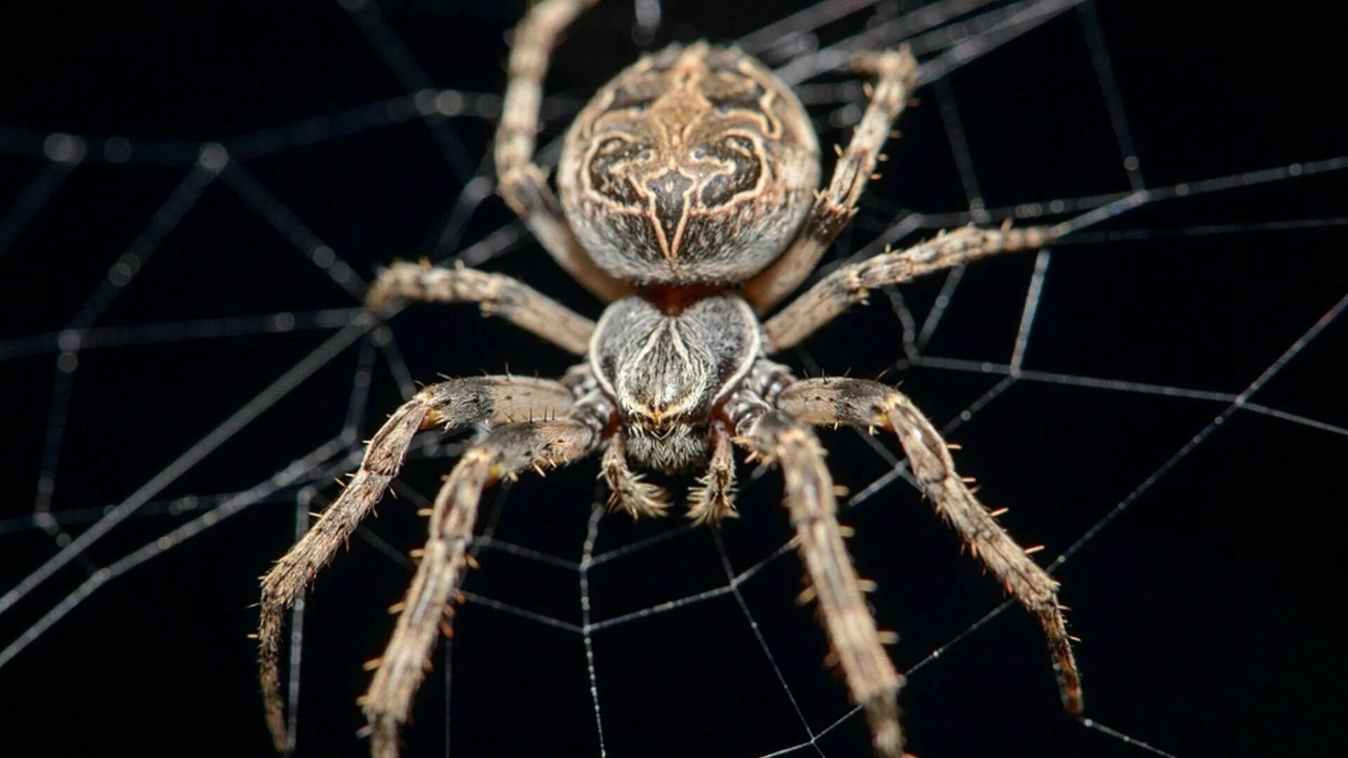 Spiders pictures. Крестовик Сибирский паук Сибирский. Тарантул Мизгирь. Паук Мизгирь крестовик. Паук Южнорусский Тарантул.