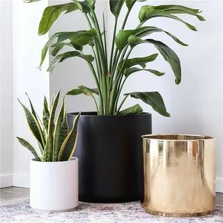 Plant w