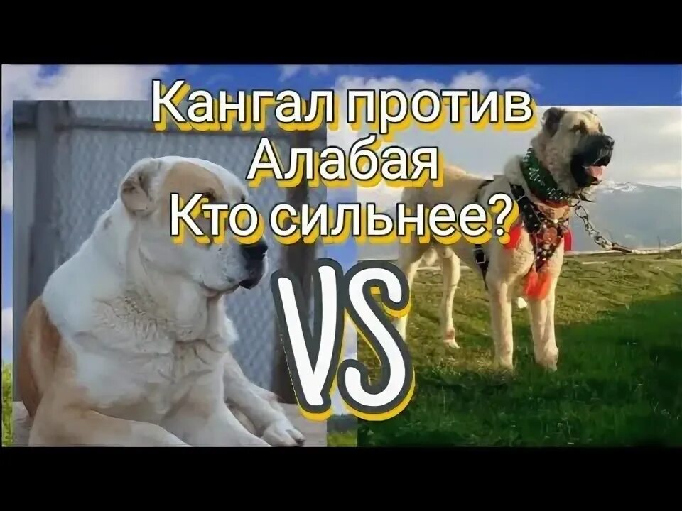Алабай турецкий волкодав. Кане корсо против алабая. Курдский кангал. Кангал рост и вес. Кто сильнее кангал.