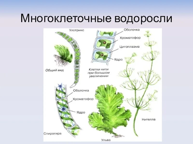 Слоевище зеленых водорослей. Многоклеточные водоросли улотрикс. Ламинария и улотрикс. Многоклеточные зеленые водоросли улотрикс. Строение многоклеточных зеленых водорослей 6 класс.