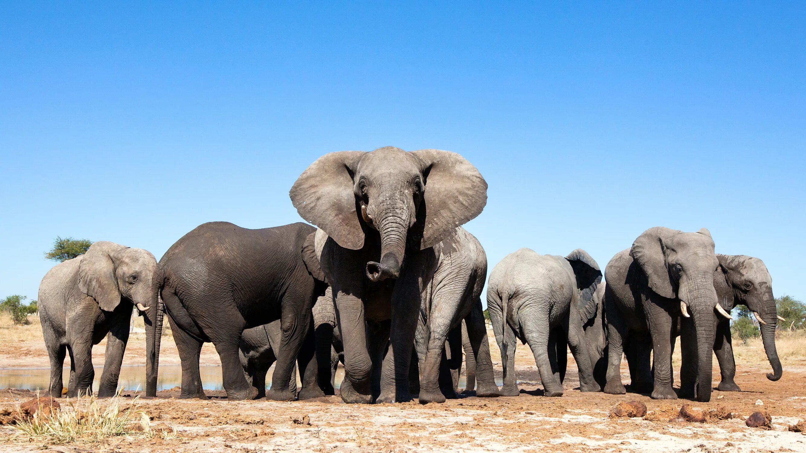 Good africa. Хванге национальный парк. Слоны Зимбабве. Популяция слонов. Слон сафари.