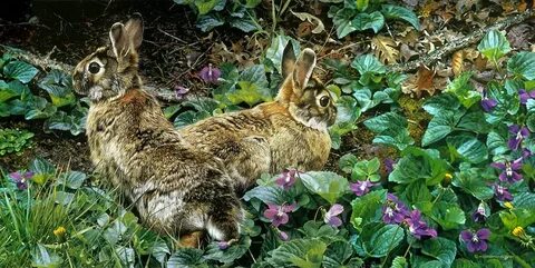 Violet s wildlife