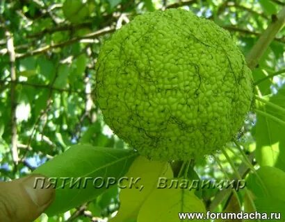 Маклюра аналог