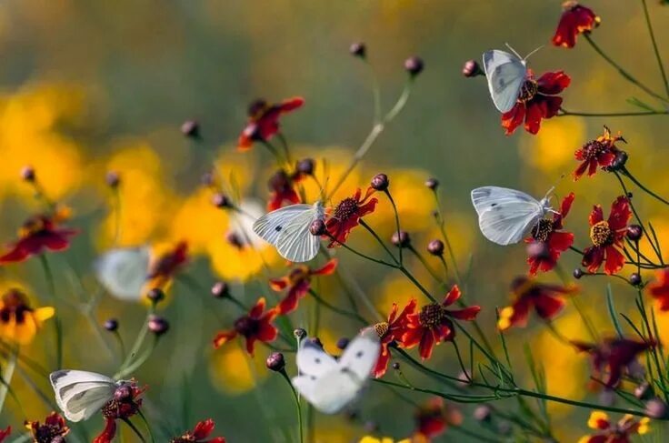 Wallpaper : plants, animals, nature, butterfly, insect 1920x1080 - WallpaperMani