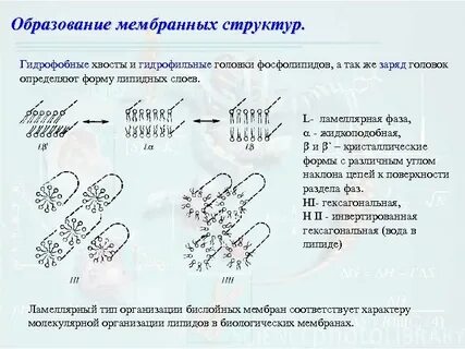 Образование мембран