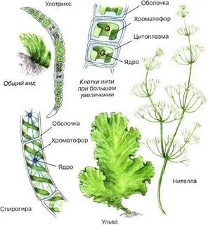 Конспект многоклеточные водоросли 7 класс