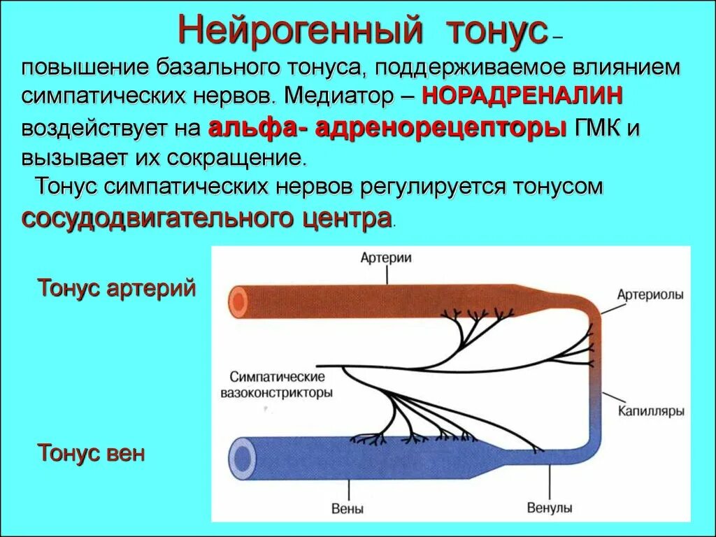 Изменение тонуса сосудов. Тонус сосудов (нейрогенный и базальный компоненты).. Нейрогенная регуляция тонуса сосудов. Понятие базального тонуса сосудов. Механизм формирования сосудистого тонуса.