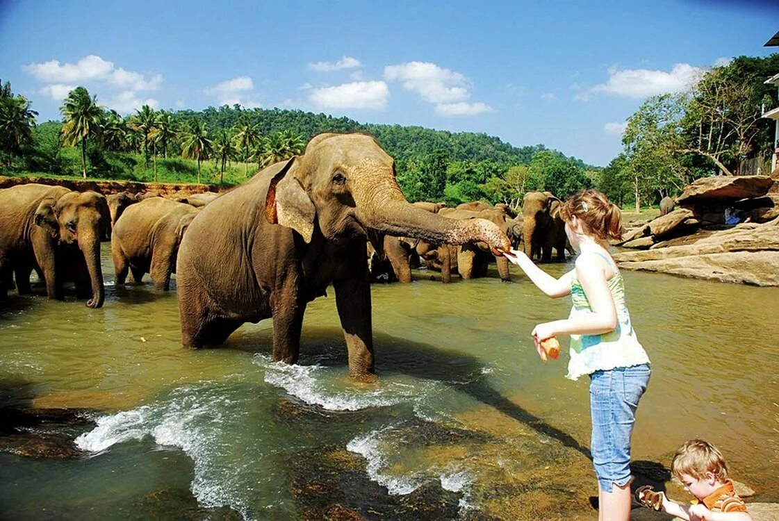 Слоновий питомник Шри Ланка Пиннавела. Слоновий питомник на Шри Ланке. Шри Ланка слоны Пинавелла. Пиннавела шри ланка