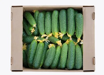Луховицкая огурцов