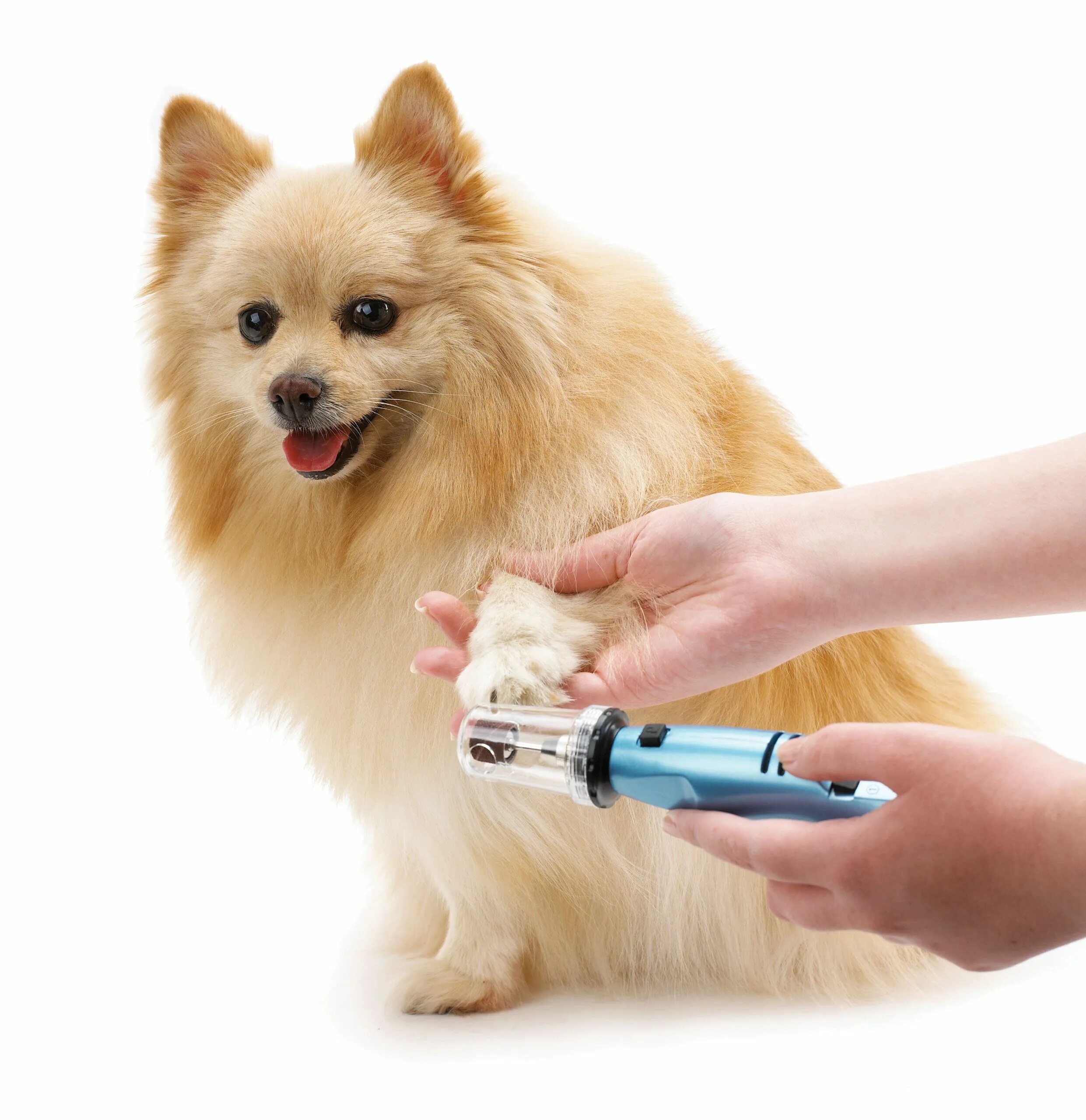 Как стричь ногти шпицу. Oster gentle paws. стрижка когтей у собак. груминг стрижка когтей. собачьи когти стричь.
