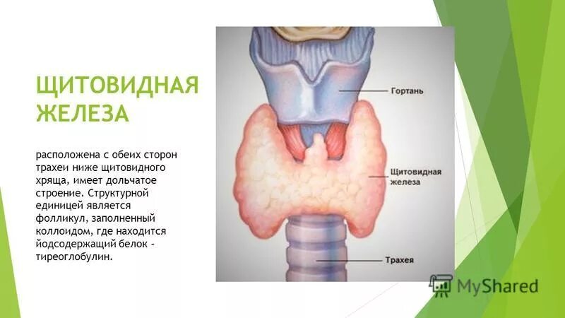 В какую систему входит щитовидная железа