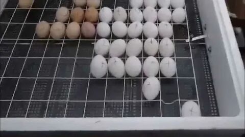 Можно ли класть в инкубатор