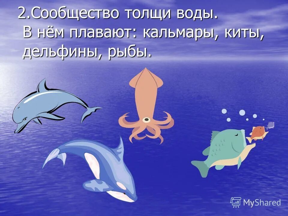 Сообщество толщи воды. Рыбы сообщества толщи воды. Сообщество толщи воды обитатели. Кто обитает в толще воды.