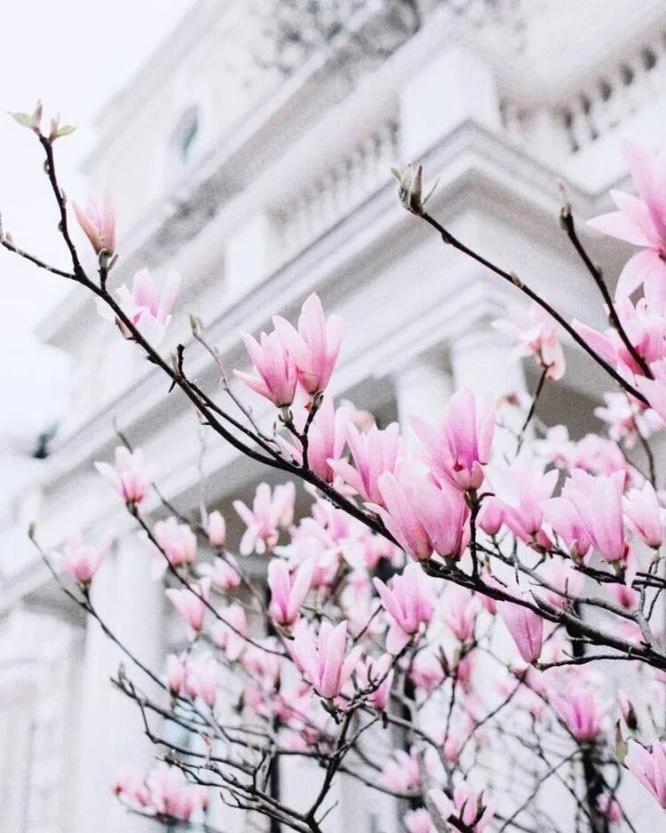 Мой май. Мая эстетик. Мая эстетик. Мая эстетик. С днем победы.