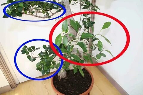 Как прищипывать фикус