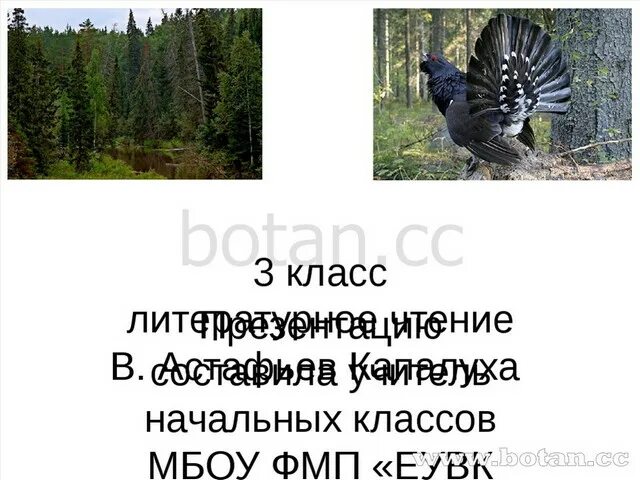 Капалуха Астафьев. Презентация Капалуха Астафьев 3 класс. Иллюстрация к рассказу Капалуха Астафьева.