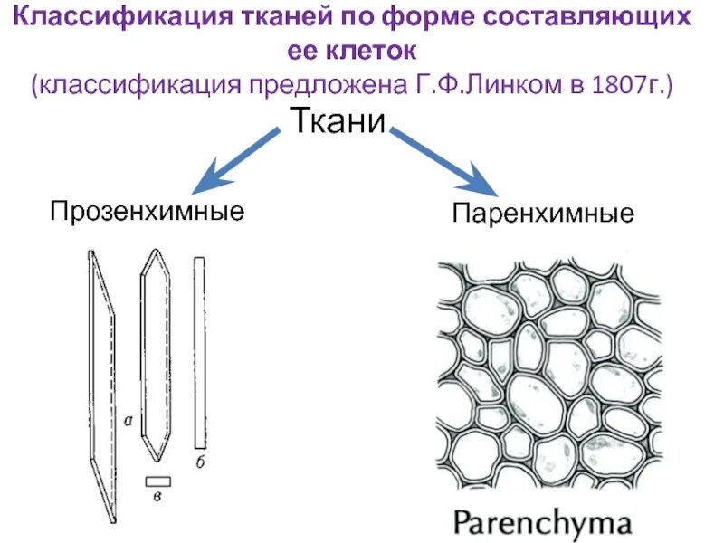 От чего зависит форма и размеры клеток. Формы растительных клеток паренхимные и прозенхимные. паренхимные клетки листа. прозенхимные клетки растений. паренхимные клетки растений рисунок.