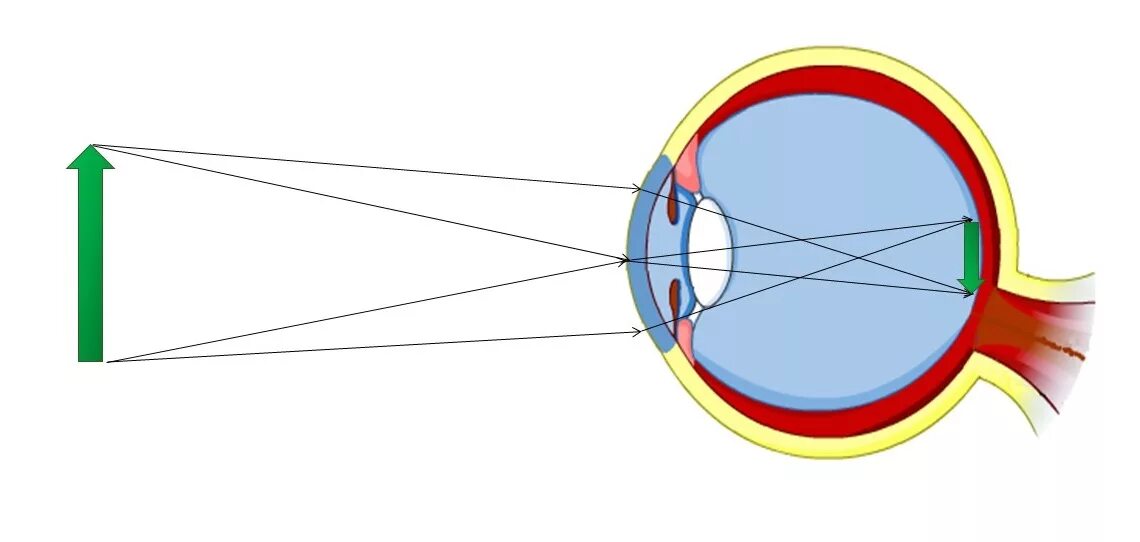 Воздух через глаз. Оптическая система глаза физика. Оптическая система глаза хрусталик. Ход лучей в глазу физика оптика. Оптическая система глаза строение глаза физика.