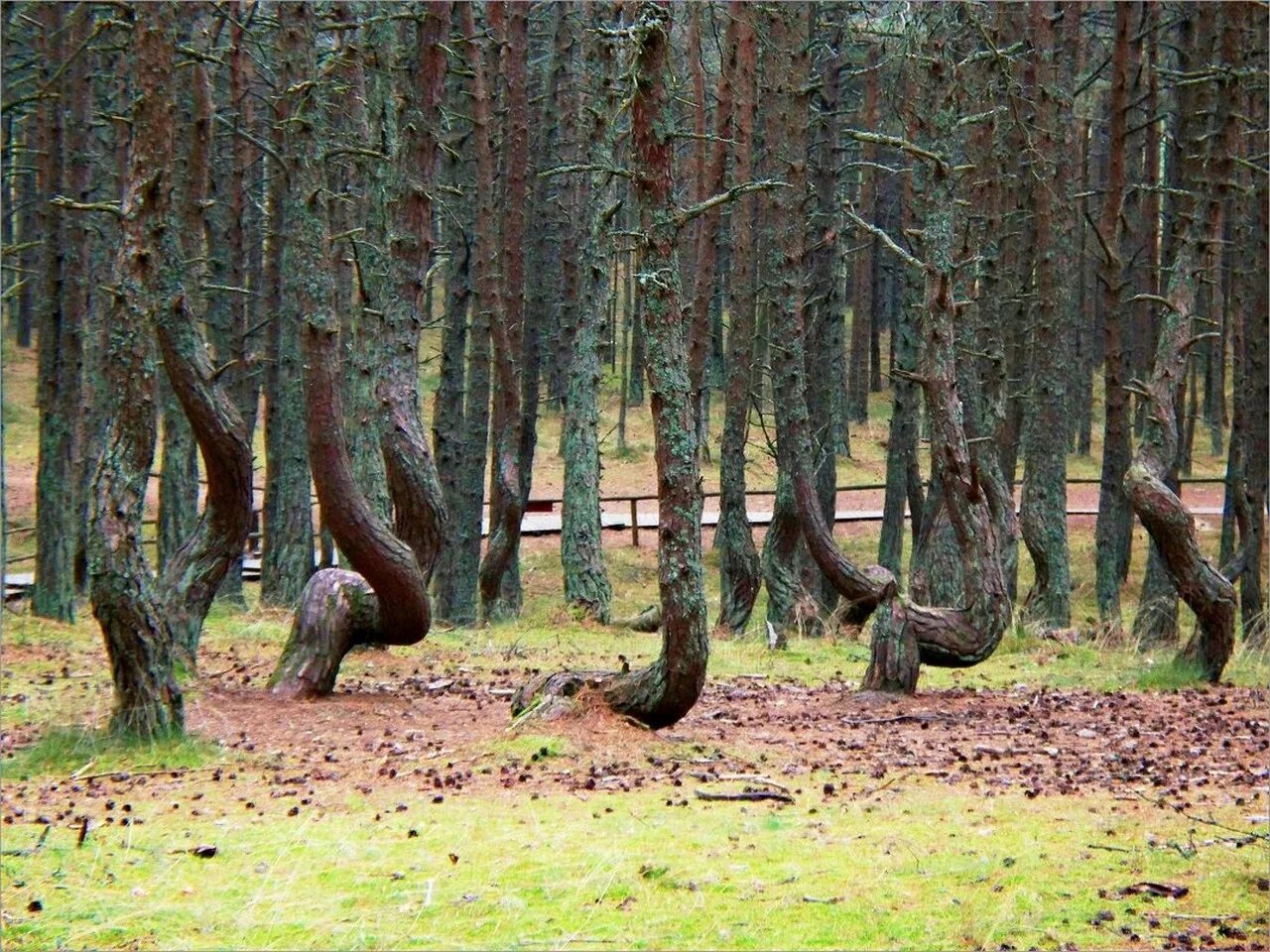 Пляшущий лес. Кашрская коса Танцующий лс. Куршская коса Танцующий лес. Танцующий лес в Калининграде на Куршской косе.