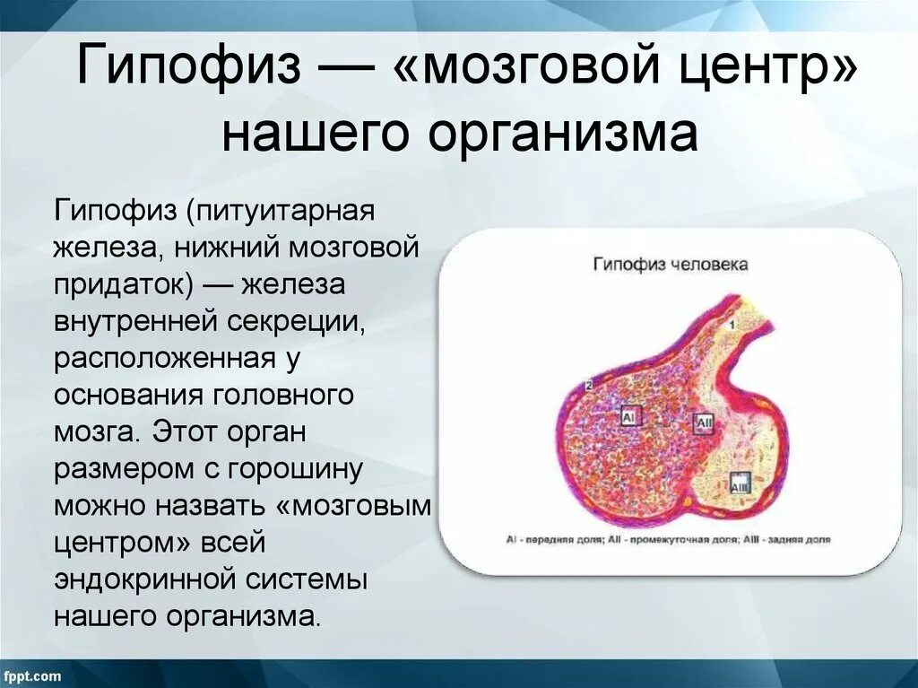 3 признака гипофиза. Гипофиз строение. Строение аденогипофиза.