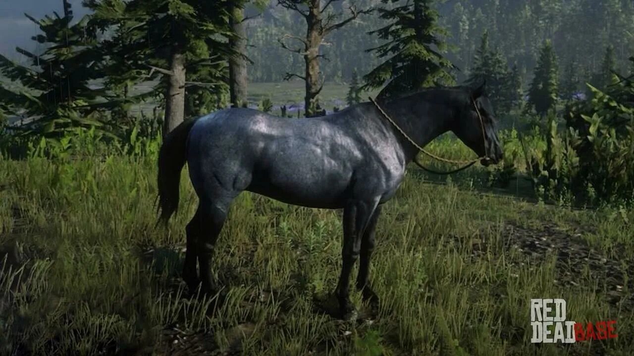 Нокота РДР 2. Нокота лошадь рдр2. Rdr 2 Нокота бело пегая. Rdr 2 Dutch Warmblood.