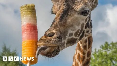 Animal articles