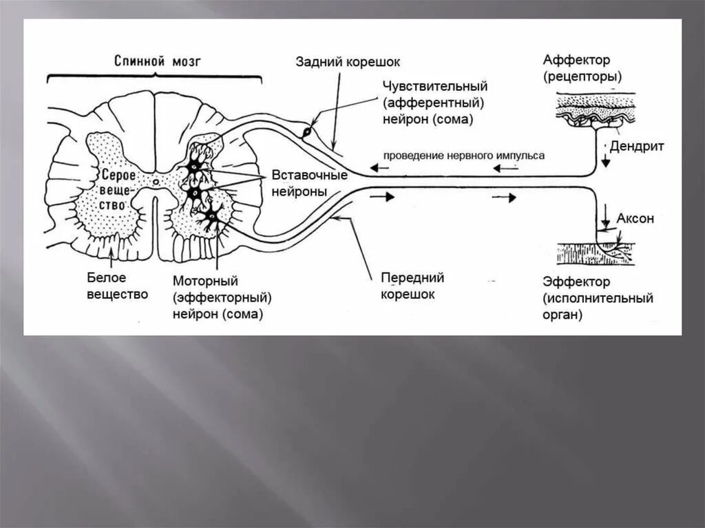 Путь передачи нервного импульса в мозг. Строение рефлекторной дуги спинного мозга схема. Строение рефлекторной дуги. Компоненты рефлекторной дуги соматического рефлекса. Рефлекторная дуга путь анатомия.