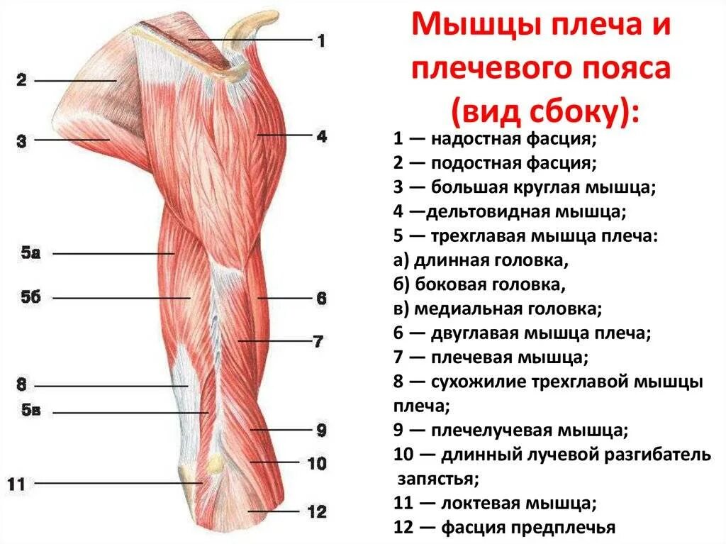 Предплечье окружающий мир 4 класс. Строение мышц плеча спереди. Поверхностные мышцы верхних конечностей вид спереди. Мышцы плечевого пояса. Мышцы свободной верхней конечности. Мышцы верхней конечности вид сбоку.