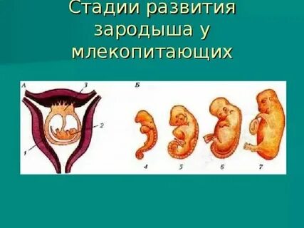 Класс млекопитающие развитие зародыша
