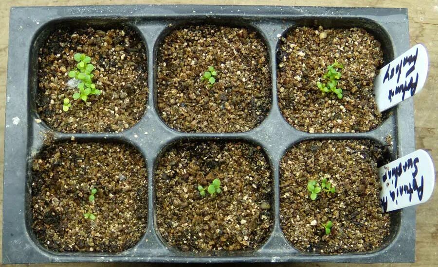 статица всходы рассада. статица сеянцы. пикировка торении. когда сажать статицу на рассаду. когда сажать статицу на рассаду.