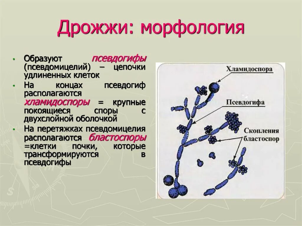 Псевдомицелий кандида. Систематика дрожжей. Классификация дрожжей. Дрожжеподобные грибы классификация. Спорис