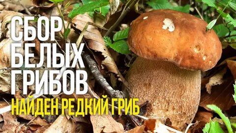 Белые царские грибы