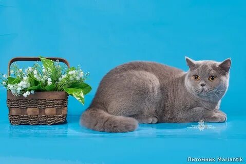 Питомник британских кошек