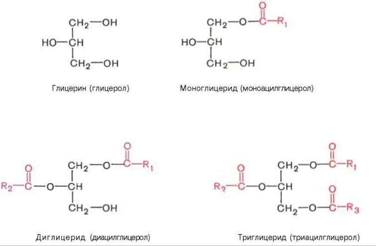 Глицерин триглицерид стеариновой кислоты. Ацилглицеролы формула. Глицериды жирных кислот. Ацилглицерины биохимия. Строение триглицеридов биохимия.