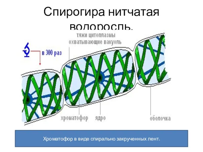 Спирогира нитчатая. Строение клетки спирогиры. Хроматофор спирогиры. Что такое спирогира в биологии строение. Спирогира строение.