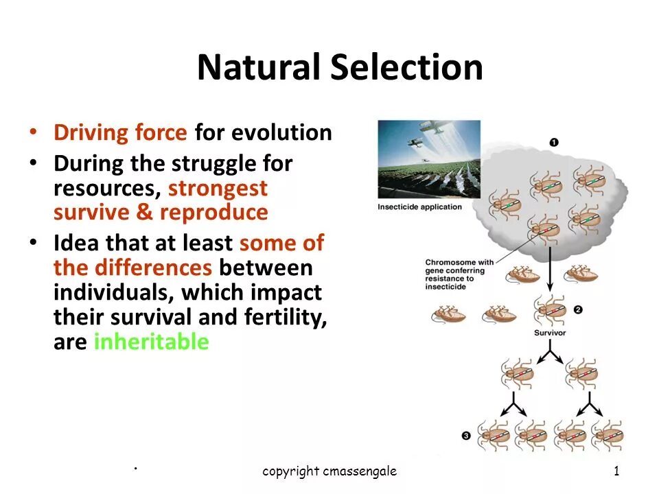 Drive selection. Диски селексион. натурал селекшен. factors of evolution. what is natural selection.