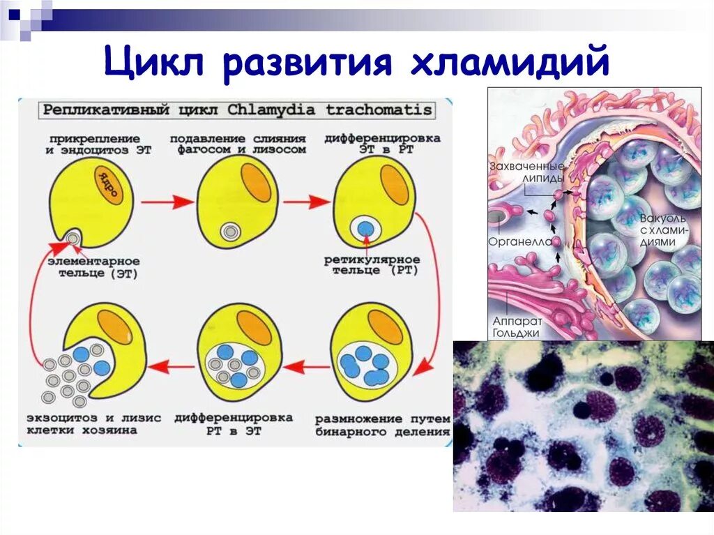 Стадии цикла развития хламидий. Схема жизненного цикла хламидии. Cхема репродуктивного цикла хламидий. Хламидии урогенитального хламидиоза. Хламидия в организме