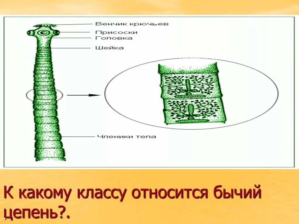 К какому типу относят червей. Бычий цепень царство класс. К какому типу и классу относится бычий цепень. Бычий цепень Тип и класс. К какому типу червей относится бычий цепень.